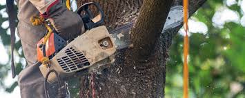 Best Aeration Services  in Canastota, NY