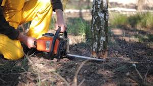 Best Tree Preservation Services  in Canastota, NY