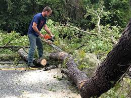  Canastota, NY Tree Services Pros