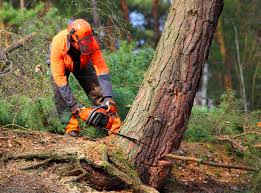 Best Seasonal Cleanup (Spring/Fall)  in Canastota, NY
