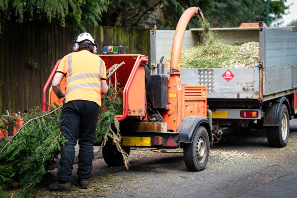 Best Tree Disease Treatment  in Canastota, NY
