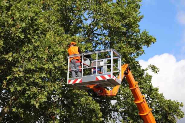 Best Lawn Maintenance Plans  in Canastota, NY