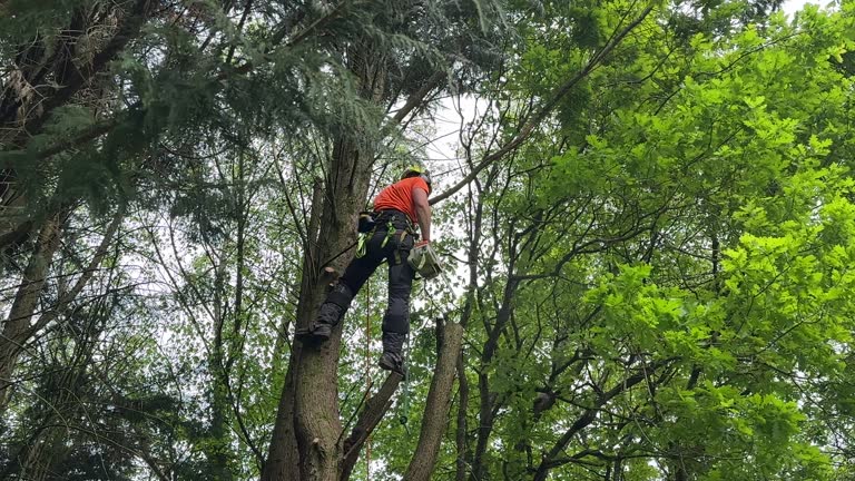 Best Lawn Pest Prevention  in Canastota, NY