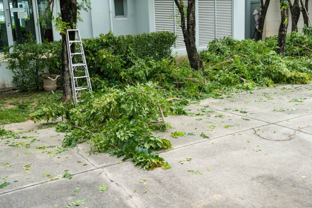 Trusted Canastota, NY Tree Services Experts