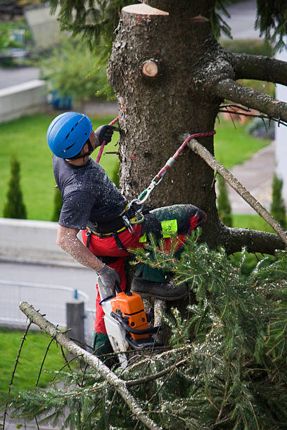 Best Pest Control for Lawns  in Canastota, NY