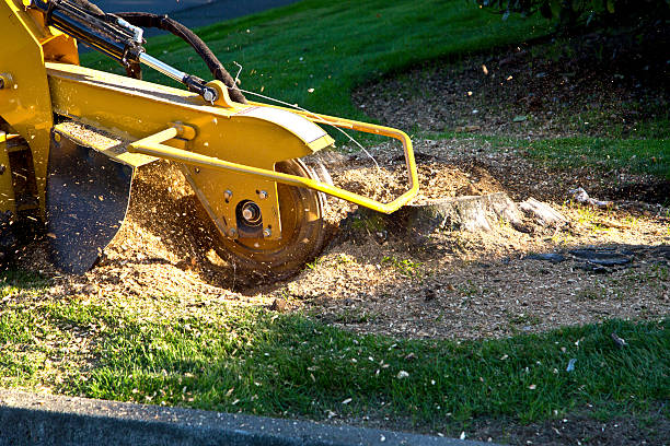 Best Lawn Grading and Leveling  in Canastota, NY
