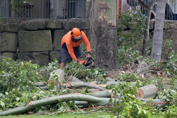 Best Emergency Tree Removal  in Canastota, NY