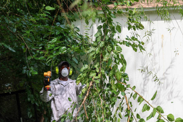 Best Hazardous Tree Removal  in Canastota, NY