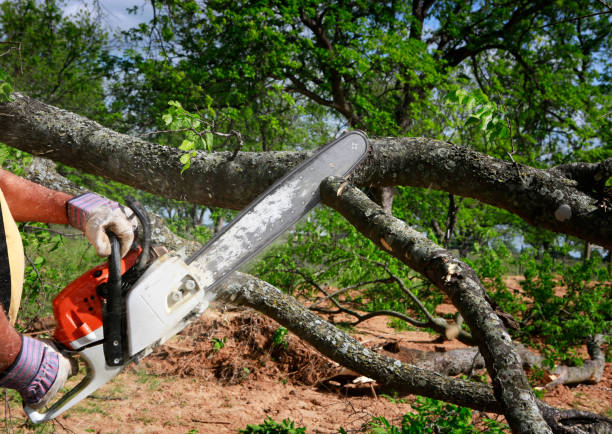 Best Root Management and Removal  in Canastota, NY